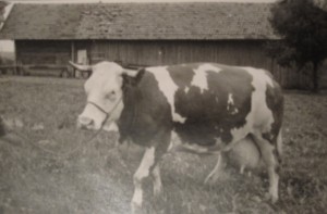 Learning to Milk a Cow